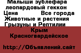 Малыши эублефара ( леопардовый геккон) › Цена ­ 1 500 - Все города Животные и растения » Грызуны и Рептилии   . Крым,Красногвардейское